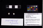 Foto (Objekt + Etikett) von Paguroidea indet.  (NHMW-GEO-2017-0089-0046)